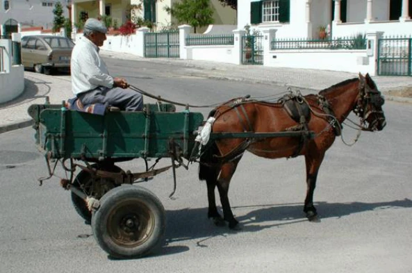 O trânsito de veículos de tracção animal é equiparado ao trânsito de peões. — pergunta R2Q0297 do exame de código IMT